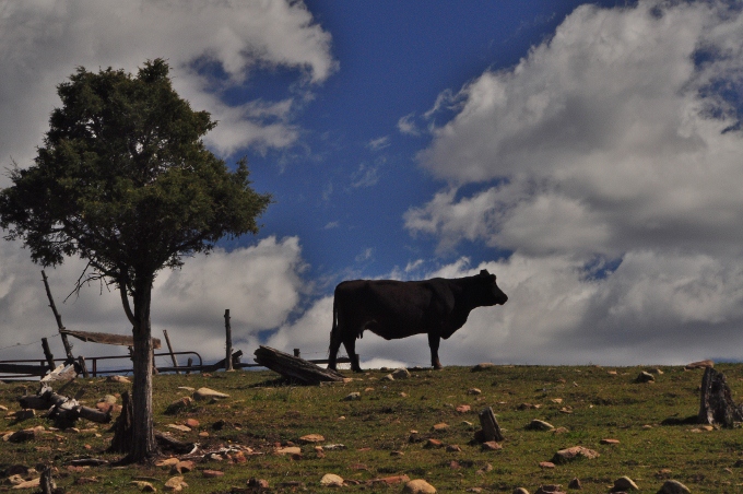cow in silhouette on horizon, Colorado
